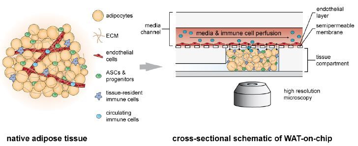 The complete toolbox – Autologous human immunocompetent white adipose tissue-on-chip