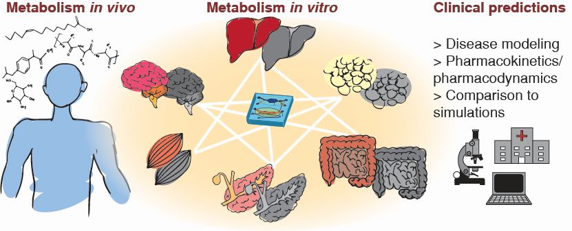 Multi organ-chips to study metabolism