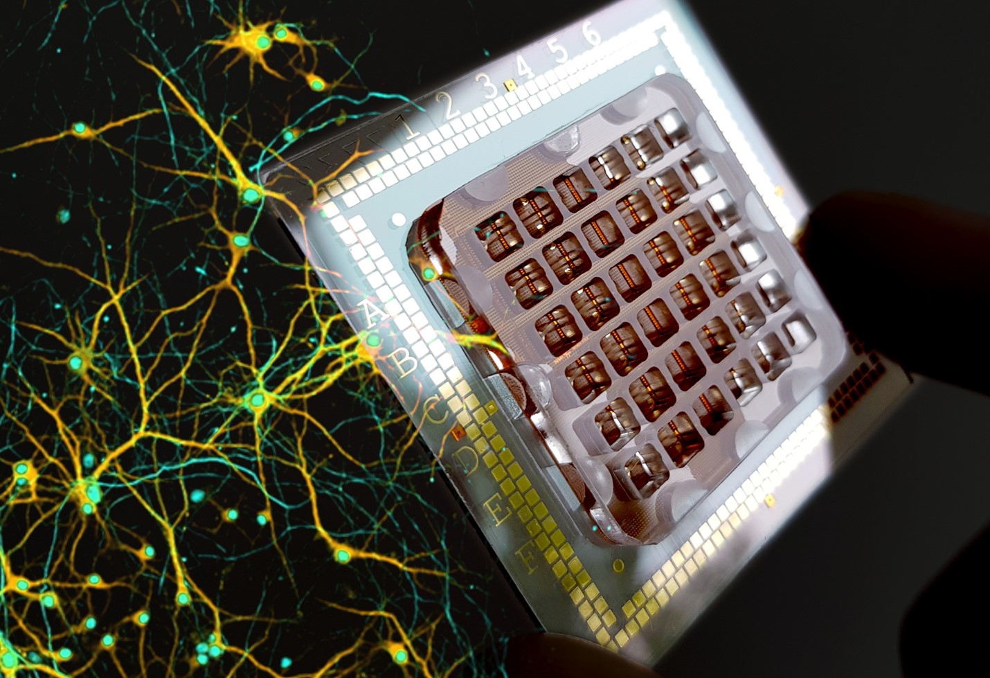 Brain-on-Chip